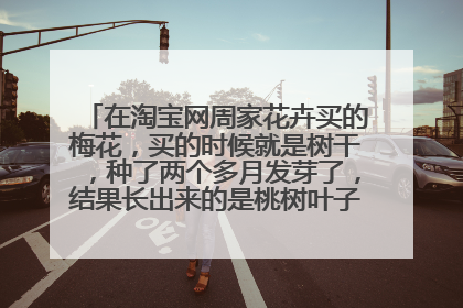 在淘宝网周家花卉买的梅花,买的时候就是树干,种了两个多月发芽了,结果长出来的是桃树叶子。给卖家联系