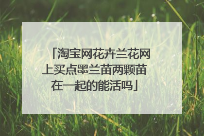 淘宝网花卉兰花网上买点墨兰苗两颗苗在一起的能活吗