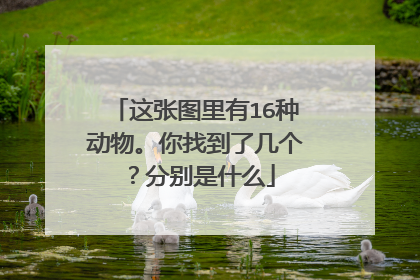 这张图里有16种动物。你找到了几个?分别是什么