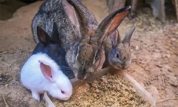 双胞胎养猪模式揭秘：“公司+农户易游娱乐城- YY易游体育官方网站- 易游体育APP”联农带农年均赚70万！
