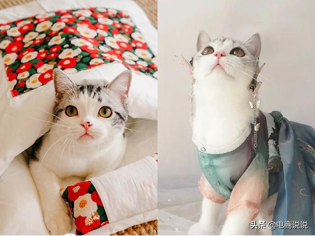 淘宝双12，看看铲屎官们都在买什么？