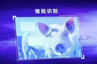 刘强东开始养猪了