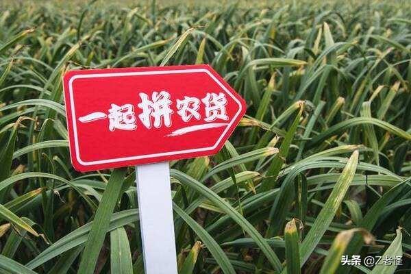 电商三巨头之一的拼多多为何在双十一没动静，还能继续做下去吗？