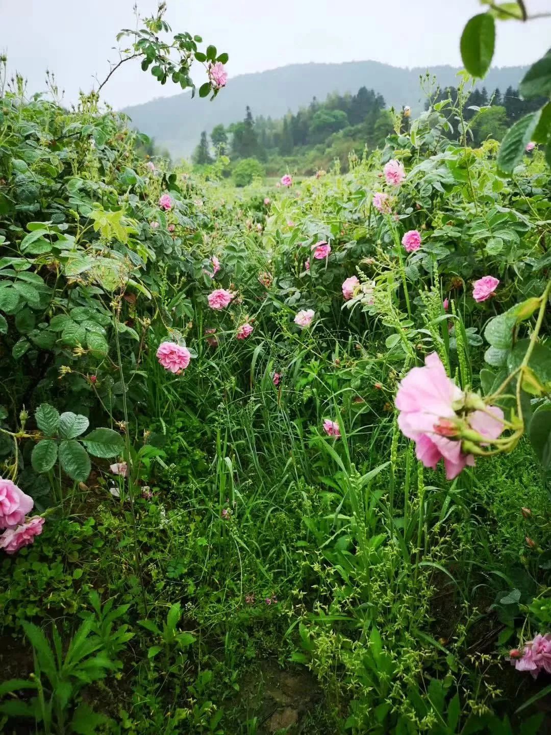 朵嘉浓蝉禅：美妆未来，谁主沉浮？