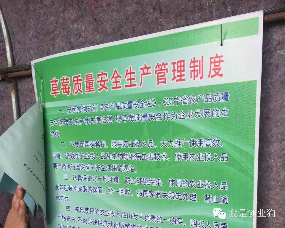 创业狗与草莓的一天