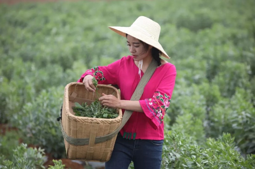靠村民集资上学，云南姑娘靠玫瑰田带领村民脱贫