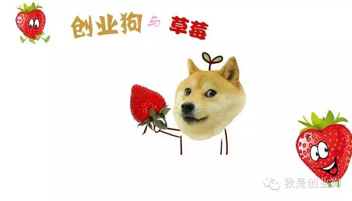 创业狗与草莓的一天