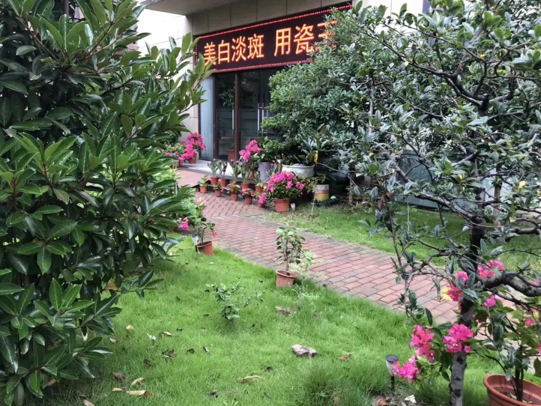 蝉禅：逆风飞扬，向阳而生
