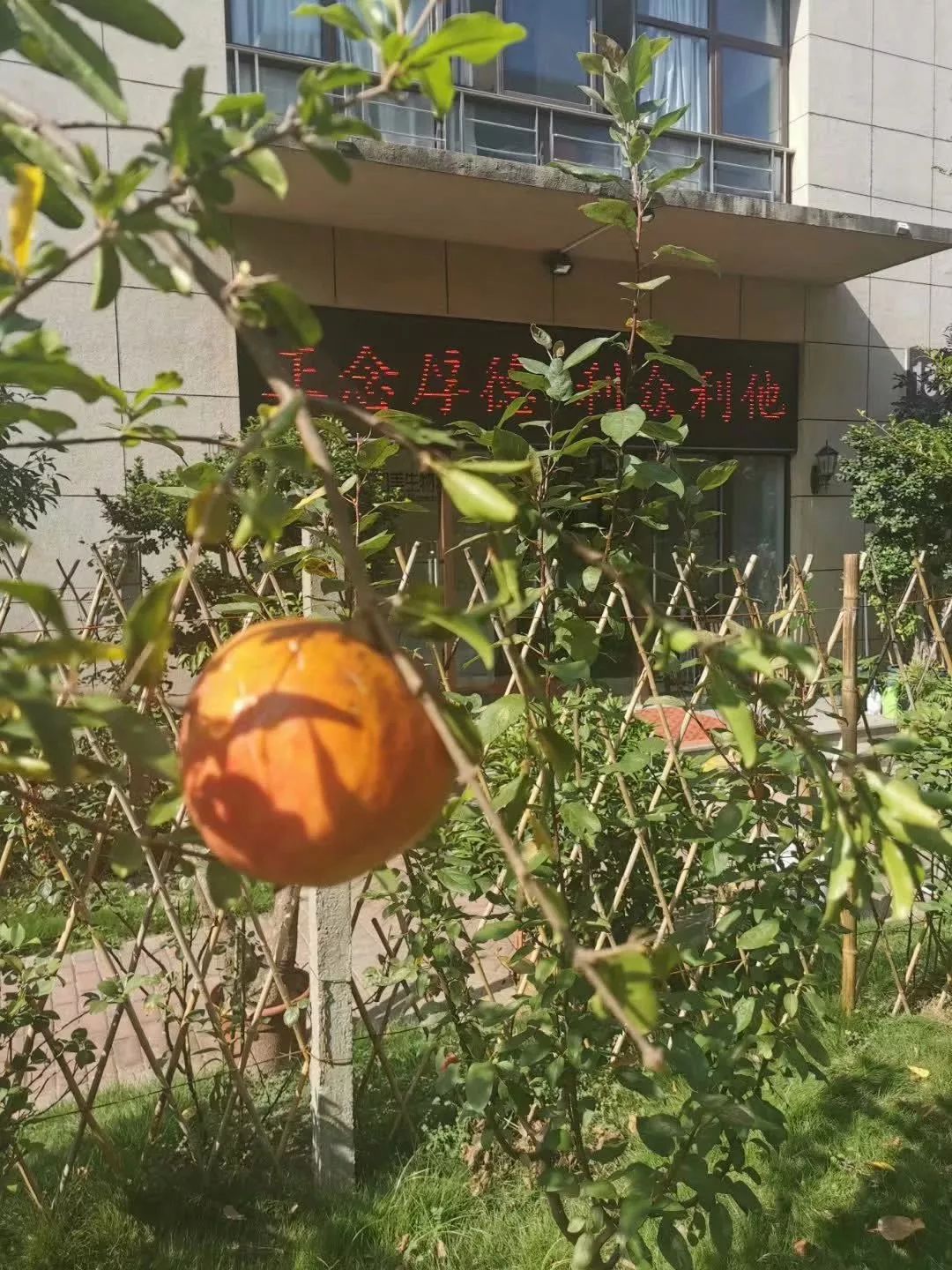 朵嘉浓蝉禅：如何做成一件事？
