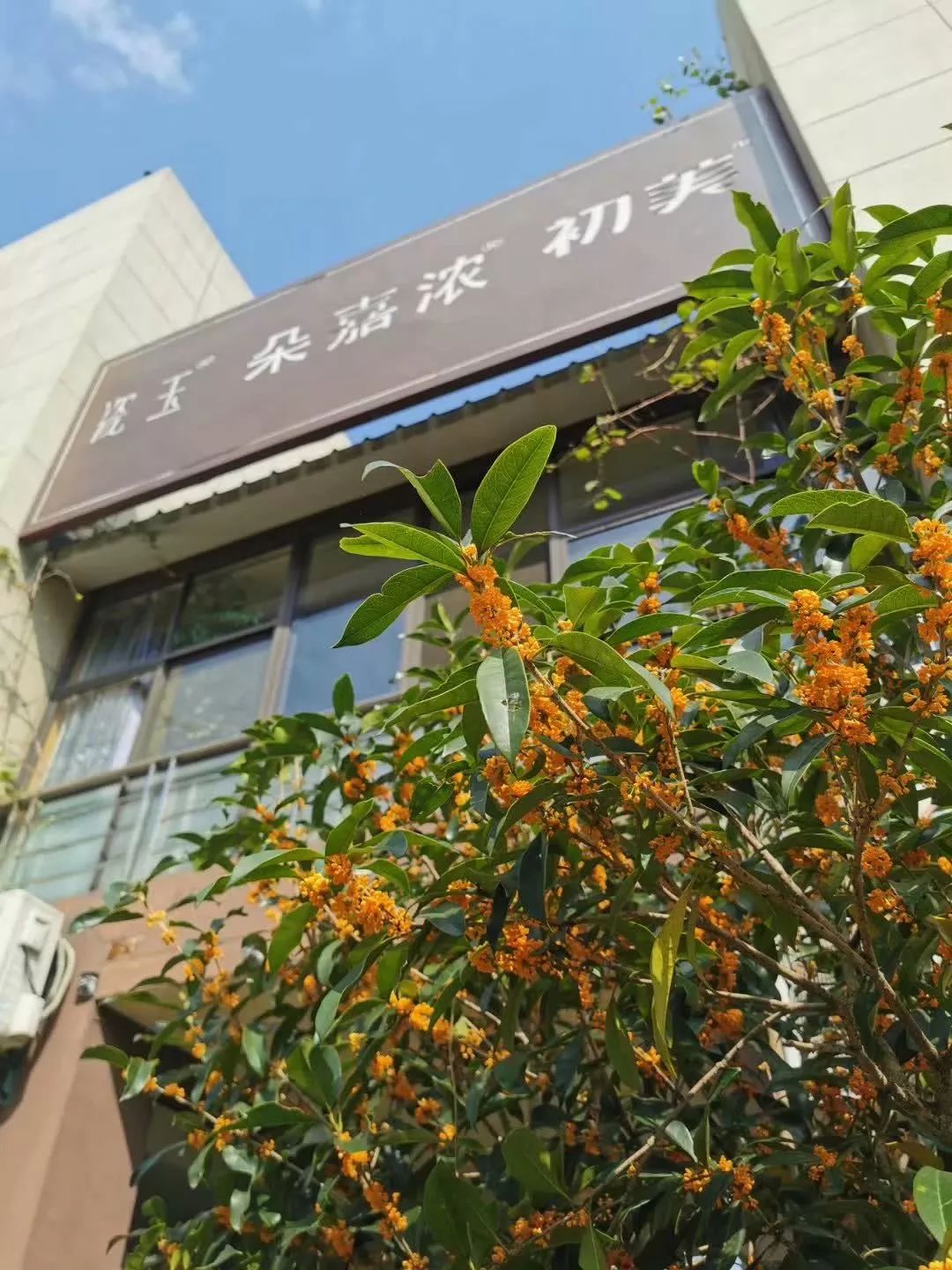 朵嘉浓蝉禅：生逢盛世，如你所愿，无怨无悔