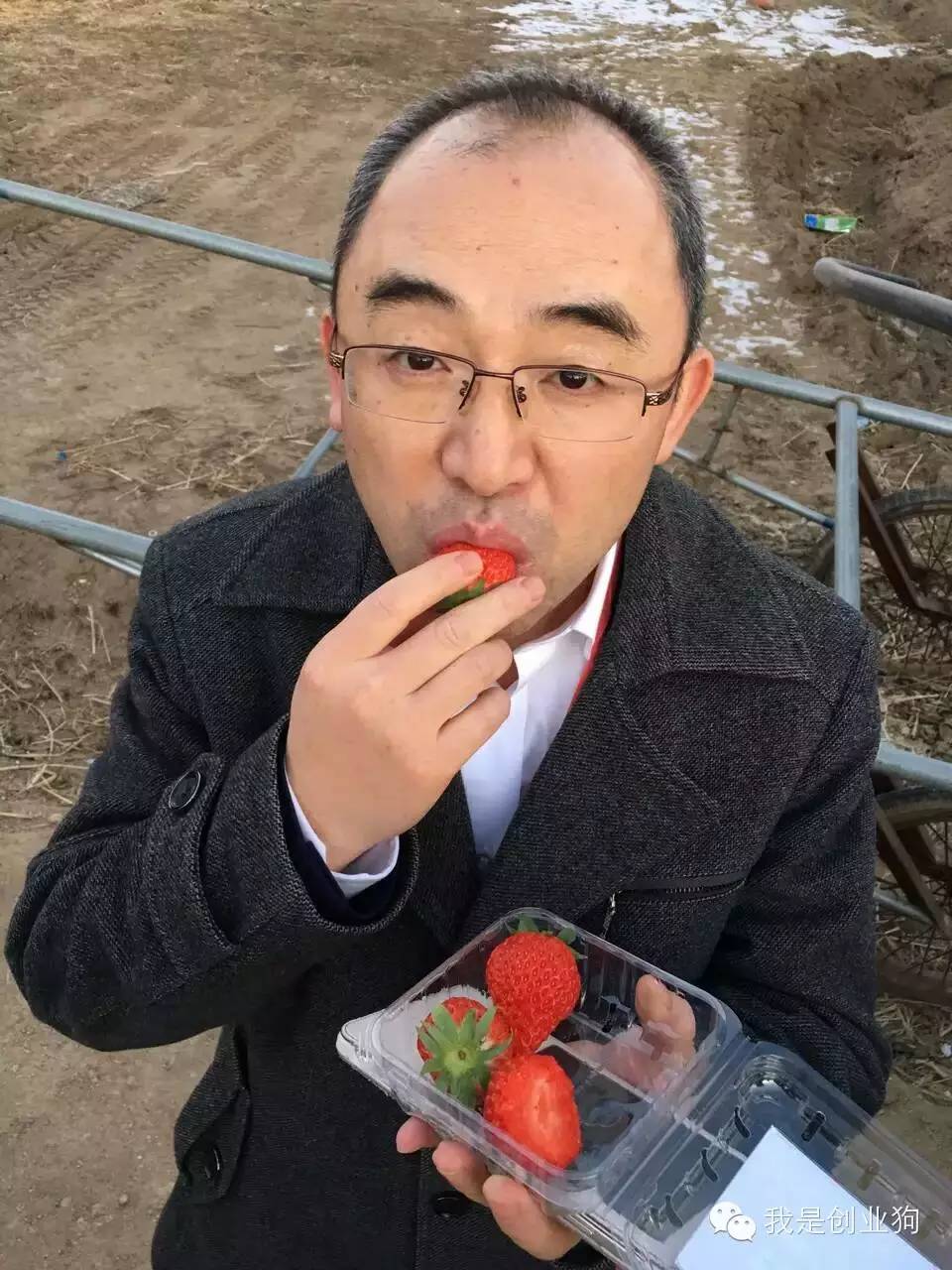 创业狗与草莓的一天