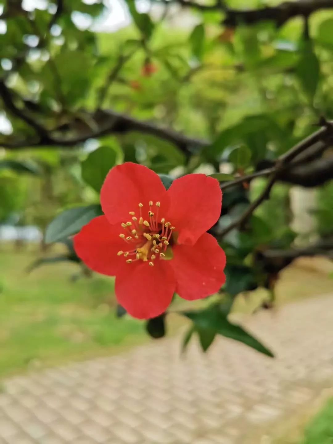 朵嘉浓蝉禅：偷懒