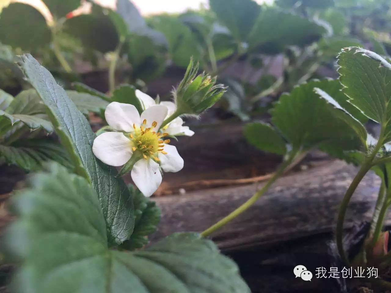 创业狗与草莓的一天