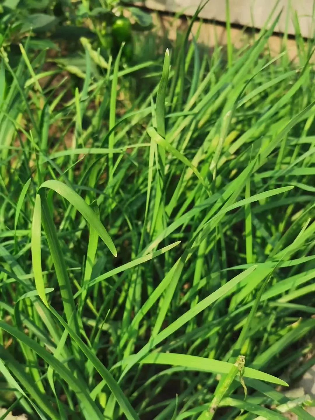 朵嘉浓蝉禅：做人善良，做事担当