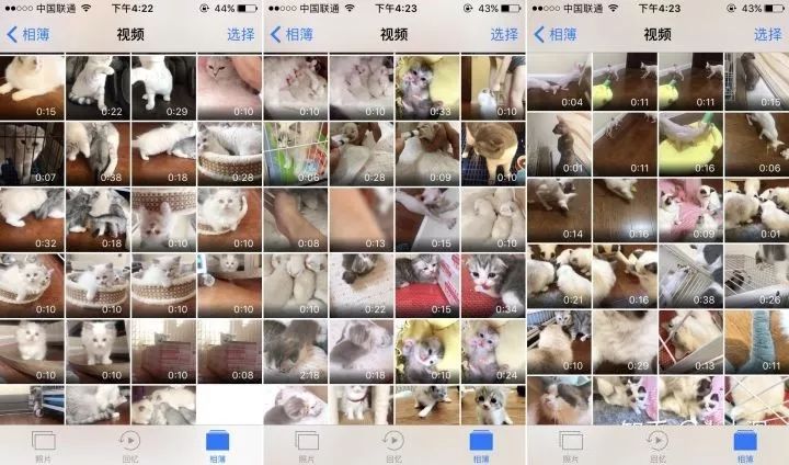 “短视频云养猫，在家就能轻松赚钱！”