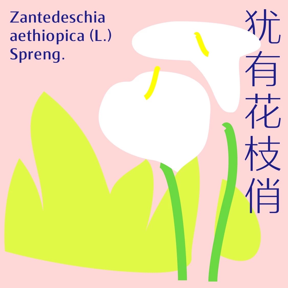 【字体上新】两款字体，全年店铺设计用它就对了