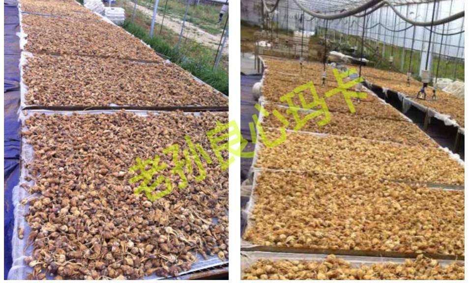 用实例司令带你剖析真人主题玩法的种种细节（中）