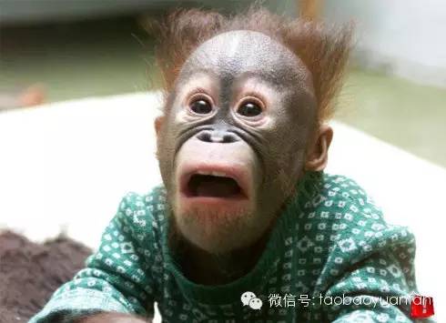 在文章上做文章，千万淘宝流量背后内容营销的基本功