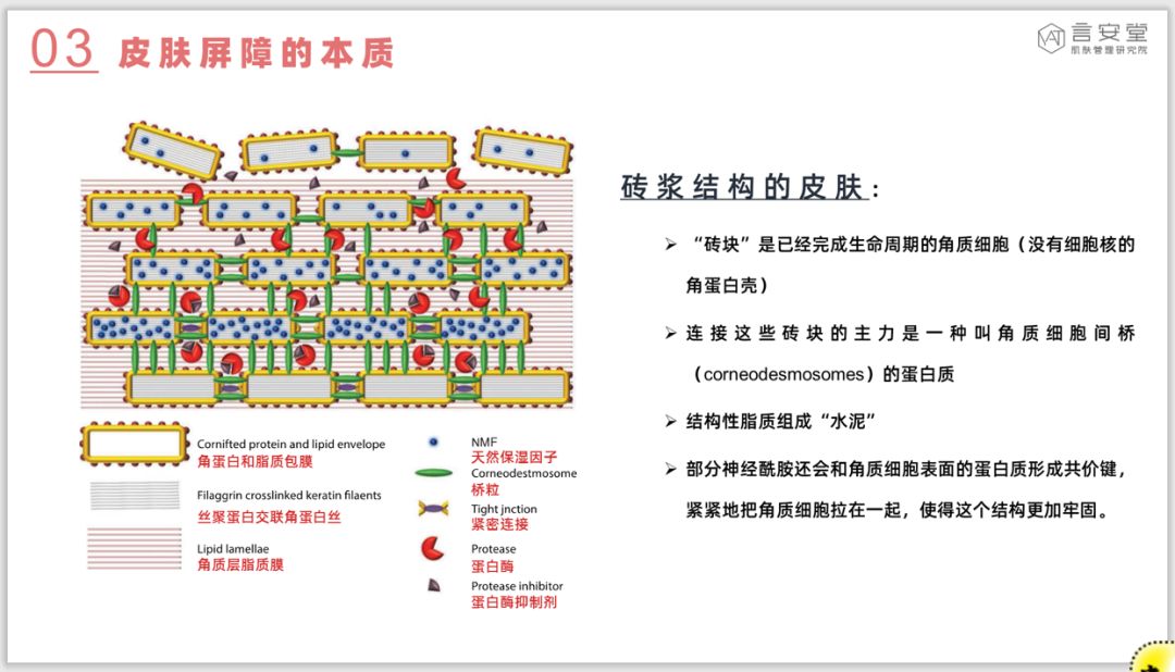 关于敏感肌与皮肤屏障的问题,你真的对粉丝说清楚了吗？