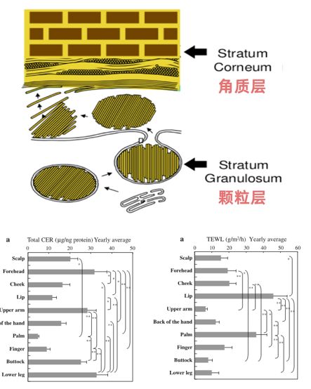 关于敏感肌与皮肤屏障的问题,你真的对粉丝说清楚了吗？