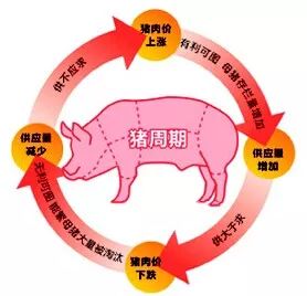马云的阿里巴巴最高决策模式，给到普通人的启示 