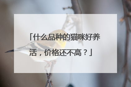 什么品种的猫咪好养活,价格还不高?