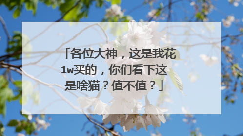 各位大神，这是我花1w买的，你们看下这是啥猫？值不值？