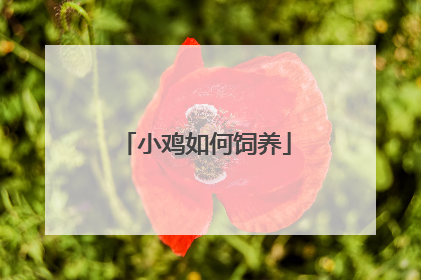 小鸡如何饲养