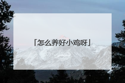 怎么养好小鸡呀