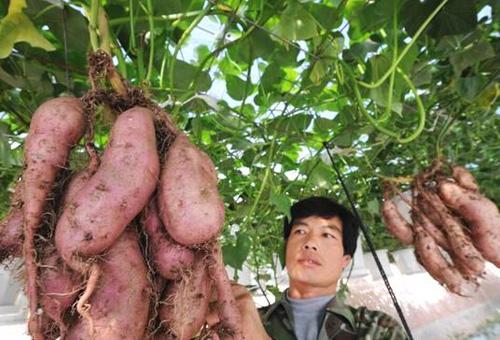农村8个轻资本的创业项目,赚得不比传统生意少