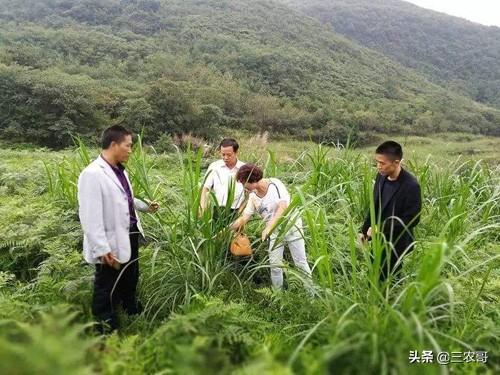 适合农民百姓创业的7个小本项目,做起来,收入呈正增长