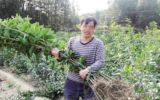 未来新农村创业,或可尝这三个项目,用途广前景好