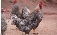 农村创业养殖好项目有哪些（4个未来前景最好的暴利养殖项目）