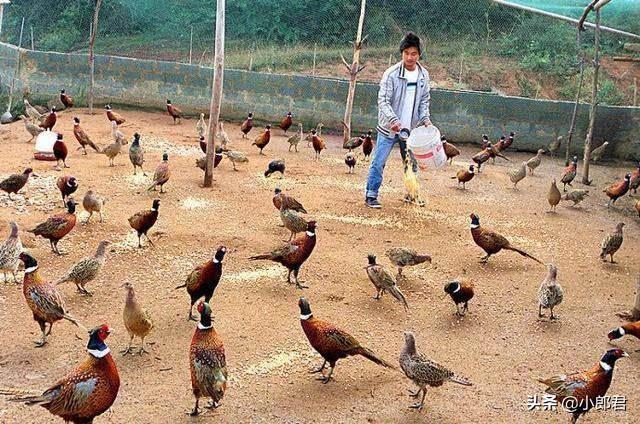 想在家创业，这些项目年赚10万不是梦