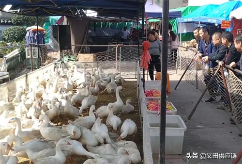 农村24个挣钱的事业,看看这些事业是不是也能带你走上致富之路