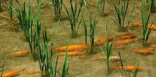 最赚钱的8种农业生产模式，只要搞好1种，至少10年稳赚不赔