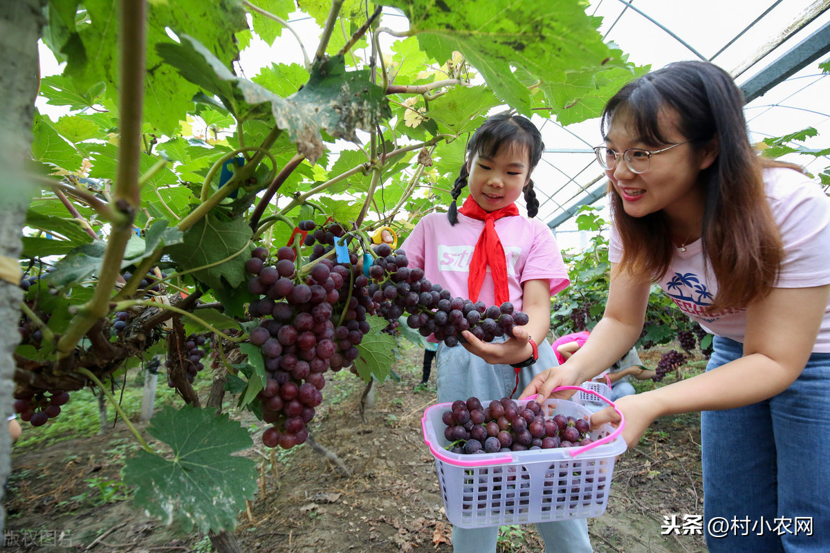 如今农村干什么赚钱？这6个农村致富项目，第5个零成本你也能干