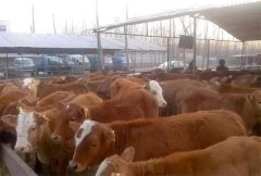 农村养殖业什么赚钱风险小（未来5年农民养殖4个不错的想法）