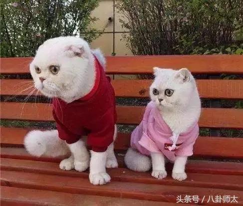 抖音上的八位网红，如果你能认的全，证明你已中了抖音的毒